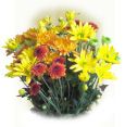 USA Carnations & Poms USA,,:Simply Assorted Pom Poms